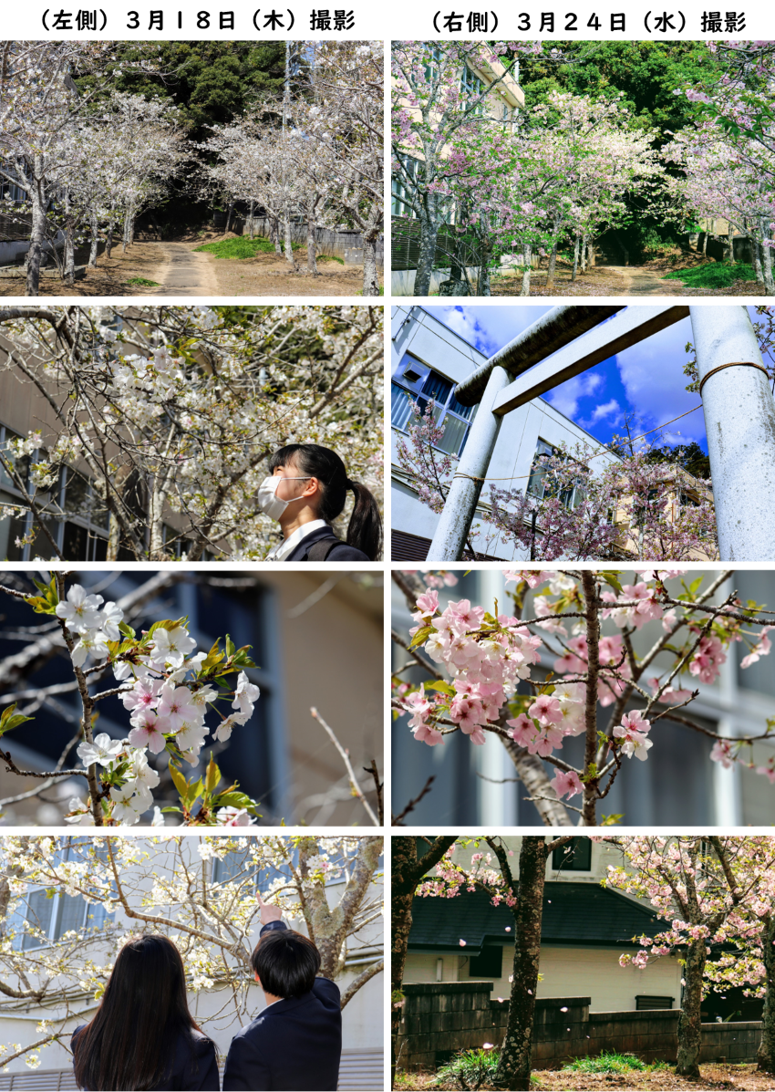 愛宕神社の桜