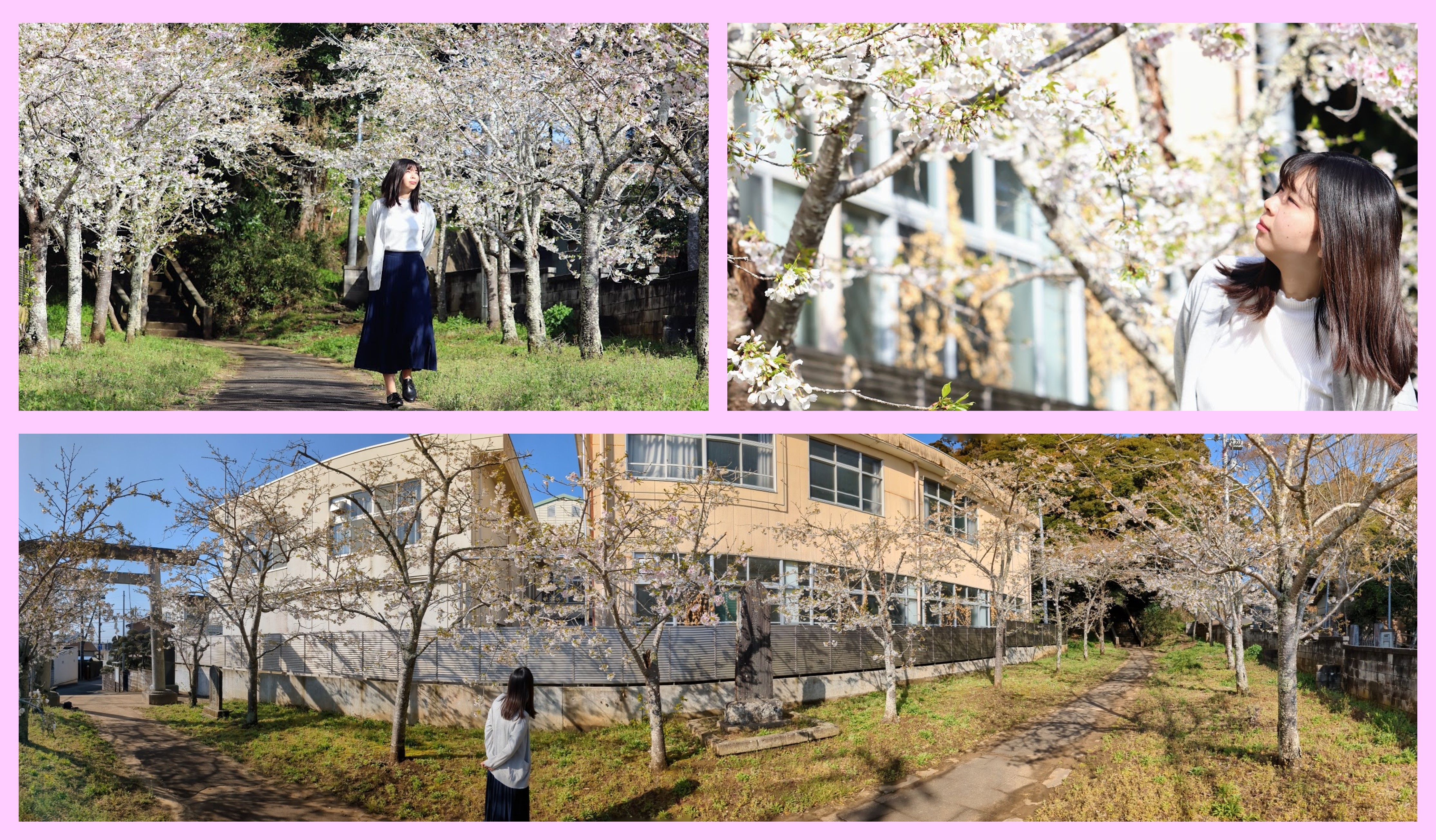 愛宕神社の桜