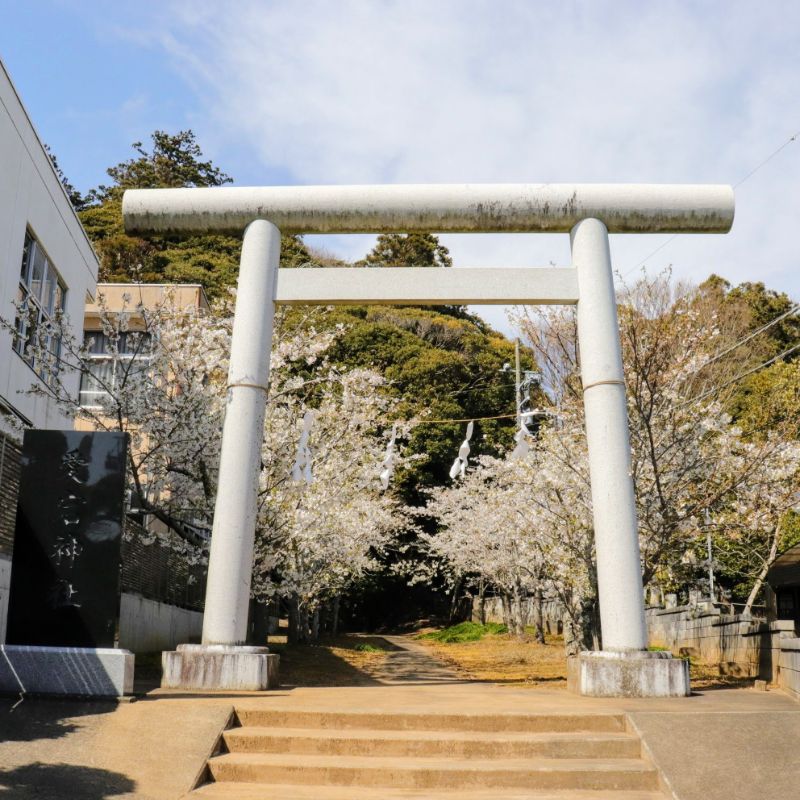 愛宕神社の桜が満開！