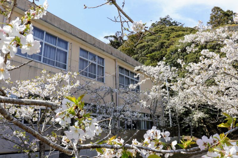 愛宕神社の桜が満開！