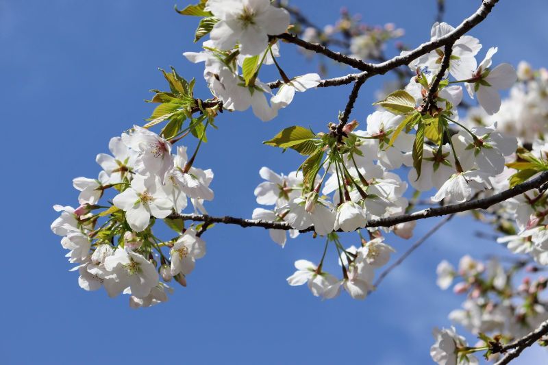 愛宕神社の桜が満開！