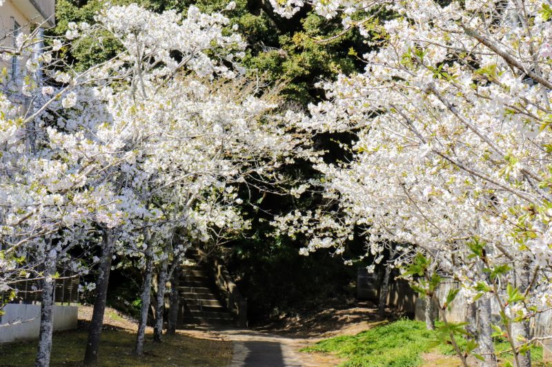 愛宕神社の桜が満開！