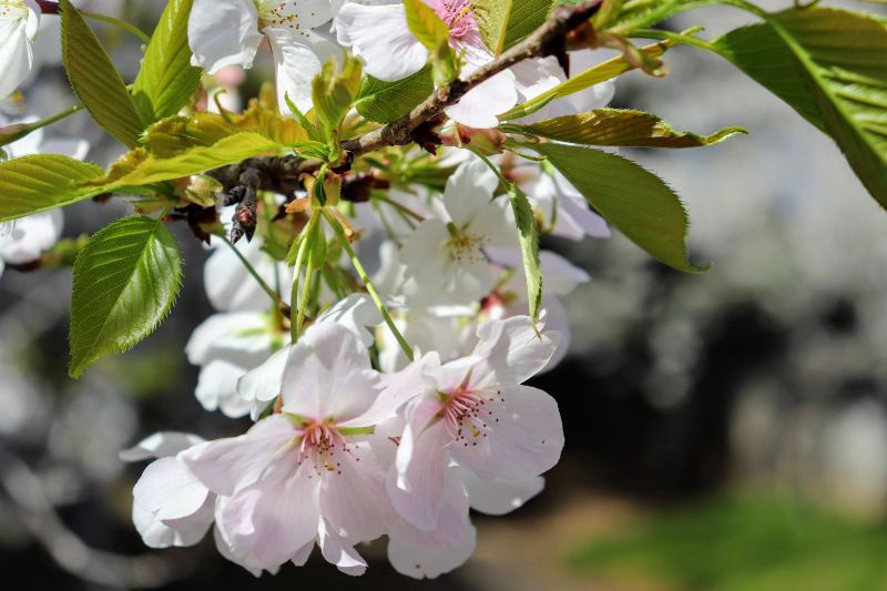 愛宕神社の桜が満開！