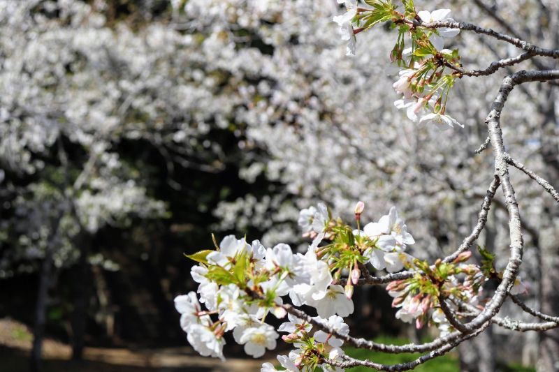 愛宕神社の桜が満開！