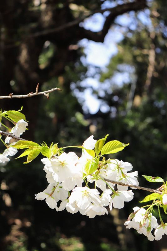 愛宕神社の桜が満開！