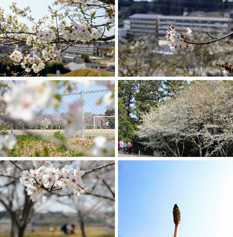 天神山公園の桜